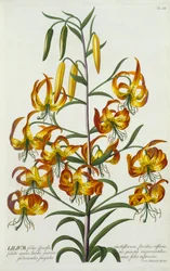 Amerikkalainen Turkscap Lily, n. 1740 käsinvärjätty kaiverrus.