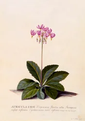 Auricula Ursi Shooting Star, n. 1744 käsinvärjätty kaiverrus.