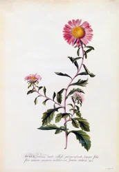 Aster, c. 1743 käsinvärinen kaiverrus.