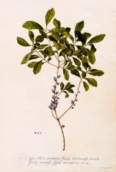 Bayberry tai Myrtle.