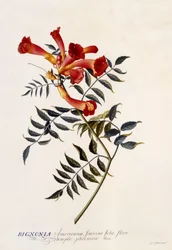 Bignonia Americana, n.1743 (käsinvärinen kaiverrus)