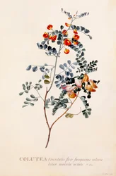 Colutea, c. 1745 käsinvärjätty kaiverrus..