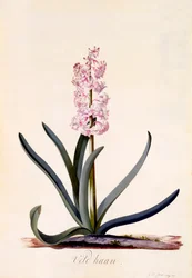 Hyasintti "Veld Haan", n. 1744 käsinvärjätty kaiverrus.
