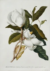 Magnolia,