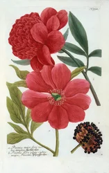 Paeonia, käsinvärinen kaiverrus.
