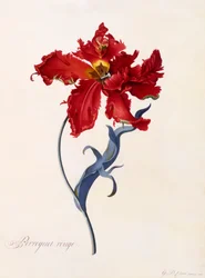 Perroquet Rouge, c. 1744 käsinvärjätty kaiverrus.