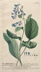 Valitut kasvit 42 - Pulmonaria.