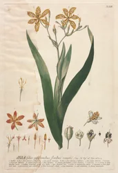 Valitut kasvit 52 - Ixia.