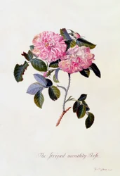 The Striped Monthly Rose, n. 1745 käsinvärjätty kaiverrus.