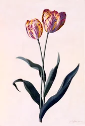 Tulppaani, c. 1744 käsinvärjätty kaiverrus.