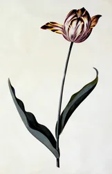 Tulppaani, c. 1745 käsinvärjätty kaiverrus.