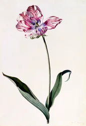 Tulppaani, c. 1745 käsinvärjätty kaiverrus.