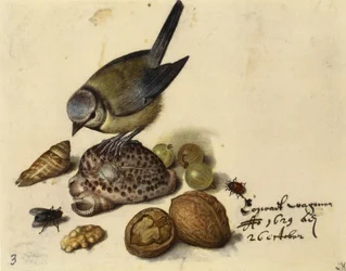 Asetelma sinitiaisen, kuorien, hedelmien ja hyönteisten kanssa, 1629.