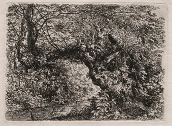Vanha paju purossa, 1794.