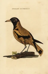 Audubonin oriole tai mustapäinen orioli, Icterus graduacauda