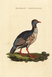 Barbary pelto, Alectoris barbara