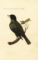 Mustakantinen sipuli, Pycnonotus melanicterus