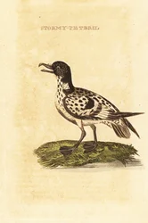 Cape petrel, Daption viitta