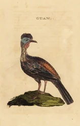 Harjaguaani, Penelope purpurascens