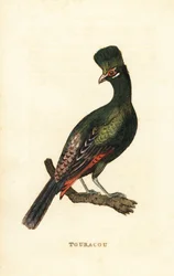 Guinea turaco tai vihreä turaco, Tauraco persa
