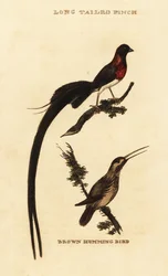 Paratiisileski, Vidua paradisaea, ja ruostekolibri, Selasphorus rufus