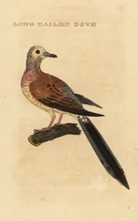 Surukyyhky, Zenaida macroura