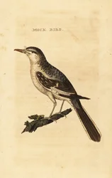 Pohjoinen pilkkalintu, Mimus polyglottos