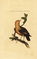 Appelsiinipäinen manakin, Pepper aureola