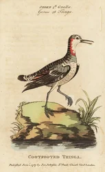Punakaulainen phalarope, Phalaropus lobatus (nokkajalkainen tringa, Tringa rufra canadensis)