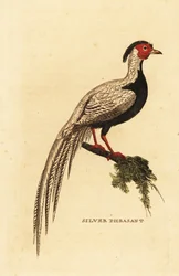 Hopeafasaani, Lophura nycthemera