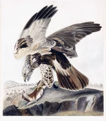 Rough Legged Buzzard (naaras), n. 1841 (käsinvärinen kaiverrus)