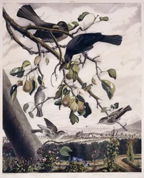 Harmaasieppo (koiras ja naaras), mustarastas (koiras ja naaras) ja harmaasieppo (nuori lintu), n. 1841