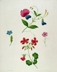 Kuvitus kirjasta "Uusi traktaatti kukkamaalauksesta eli jokainen nainen oma piirustusmestari", 1816 (väripainettu pistekaiverrus käsin värjättyllä)