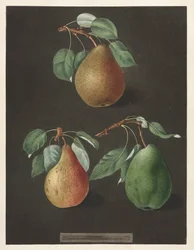 Pomona Britannica: No. 82 - Päärynät, 1807.