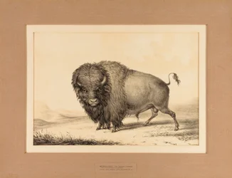 Buffalo Bull - nro 2