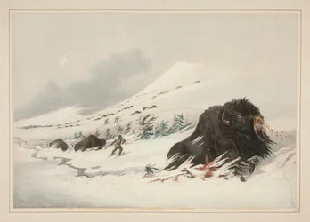 Dying Buffalo Bull, Snow Drift, pl. 17 Pohjois-Amerikan intiaaniportfoliosta