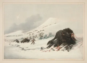 Kuoleva biisonihärkä lumikinoksessa, taulu 17 teoksesta North American Indian Portfolio