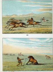 Amerikan intiaanit: kuinka saada villihevosia. Kuvitus George Catlin (1794-1872)