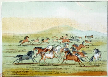Amerikan intiaanit: intiaanien metsästämät villihevoset. Kuvitus George Catlin (1794-1872)
