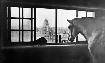 Hevonen näköalalla Pyhän Paavalin katedraalille monikerroksisesta tallista, Lontoo, 1920-luku