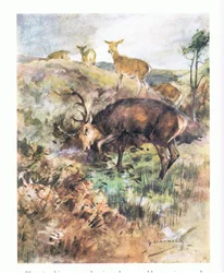 Upota suuret sarvinsa maahan hän repi sen irti (väri litho)