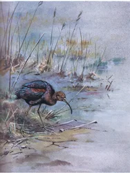 Kiiltoibis (litografia)
