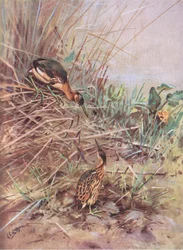 Pikkukirvinen (litografia)