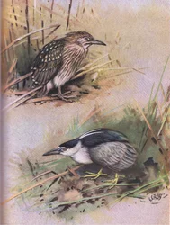 Yöhaikara (litografia)