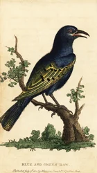 Afrikkalainen kiiltävä kottarainen, Lamprotornis-laji. ,1800 (kaiverrus)