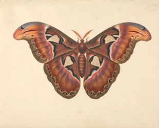 Atlas Moth