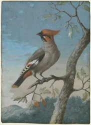 Lintututkimus: Bohemian Waxwing