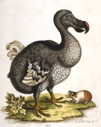 Dodo ja marsu, 1750