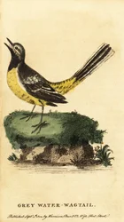 Harmaavästärä, Motacilla cinerea. ,1800 (kaiverrus)