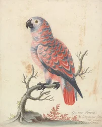 Guinea papukaija